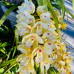 Collection image for: Cymbidium