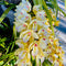 Cymbidium