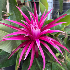 Collection image for: All Dragon Fruits