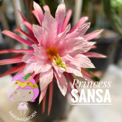 Collection image for: Newest Dragon Fruits