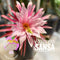Newest Dragon Fruits