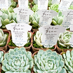 Collection image for: Succulents