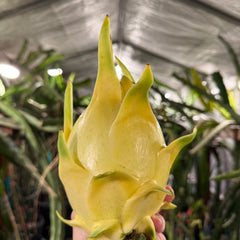 Collection image for: Yellow Skin White Flesh Dragon Fruit