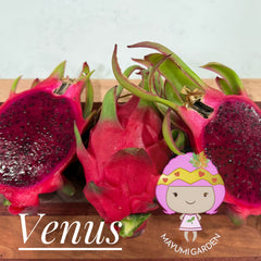 Collection image for: Red & Magenta Dragon Fruit