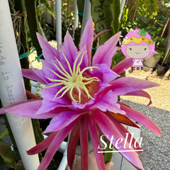 Collection image for: The Tastiest Dragon Fruit