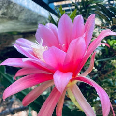 Collection image for: All Epiphyllums