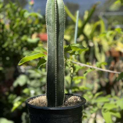 Mexican Fence Post "Pachycereus marginatus" Live Plant