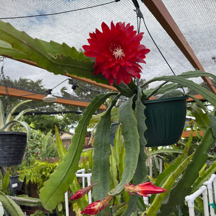 Kiwi Playboy Epiphyllum (rare) live cutting