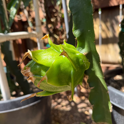 Riona Dragon Fruit live cutting (12")