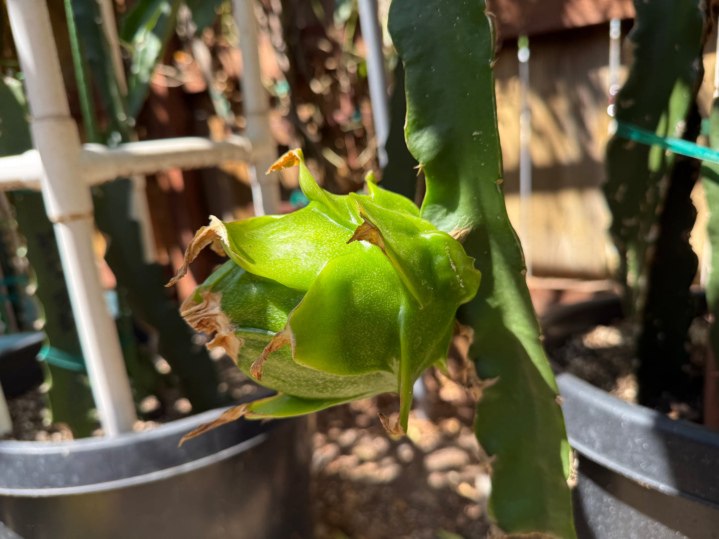 Riona Dragon Fruit live cutting (12")