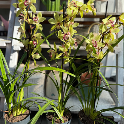 Cymbidium Peter Pan (Green Boat Orchid) live plant