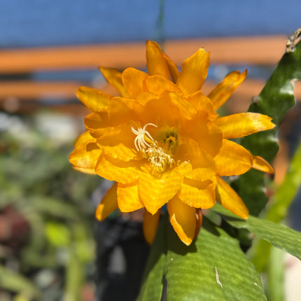 Bold Gold Epiphyllum live cutting