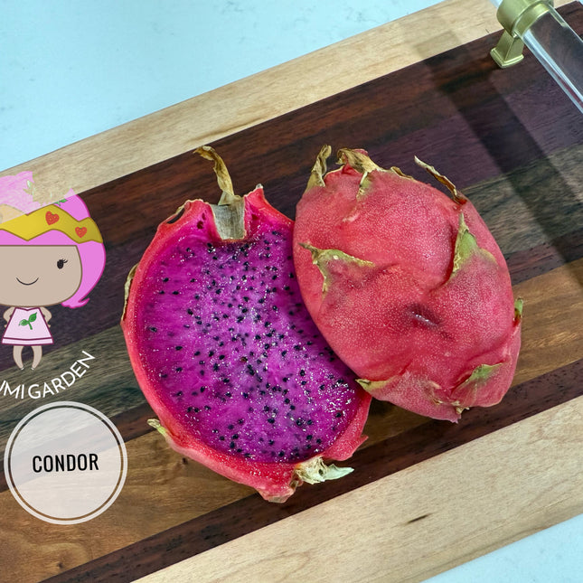 Condor Dragon Fruit Live cutting (12”)