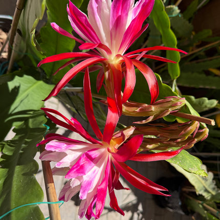 Rare Clown Epiphyllum live cuttings