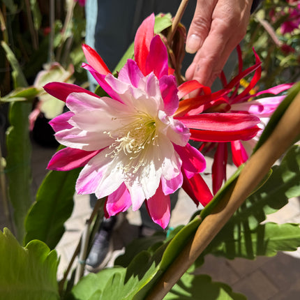 Rare Clown Epiphyllum live cuttings