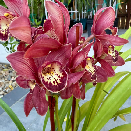 Cymbidium Claude Pepper