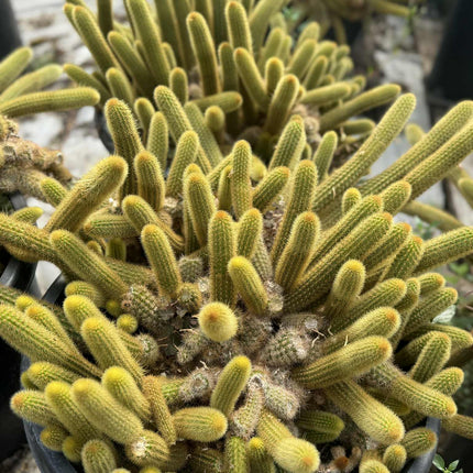 Golden Monkey Tail Cactus – Cleistocactus winteri  live plant