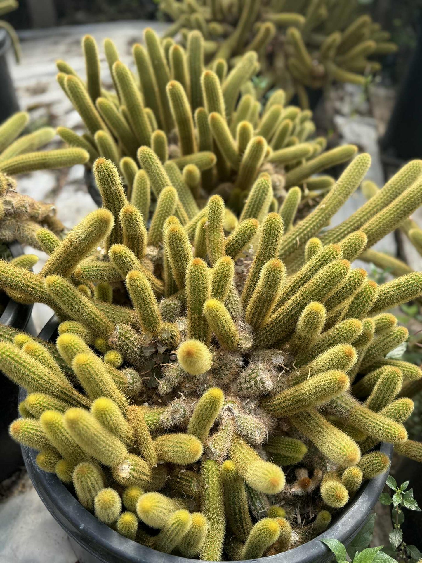 Golden Monkey Tail Cactus – Cleistocactus winteri  live plant