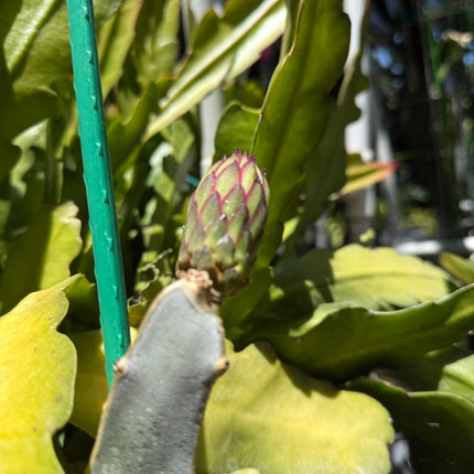 Red Ocamponis Dragon Fruit Cutting