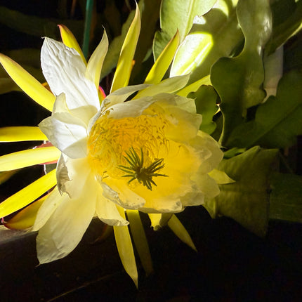 Red Ocamponis Dragon Fruit Cutting