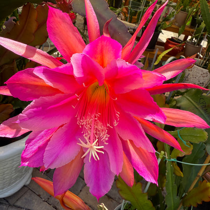 Epiphyllum “Masada”, “Padre” & Zeus-XL rare cuttings 12"