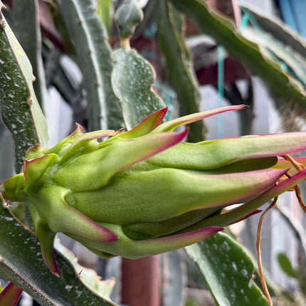 Ocamponis cristal dragon fruit live cutting (12")