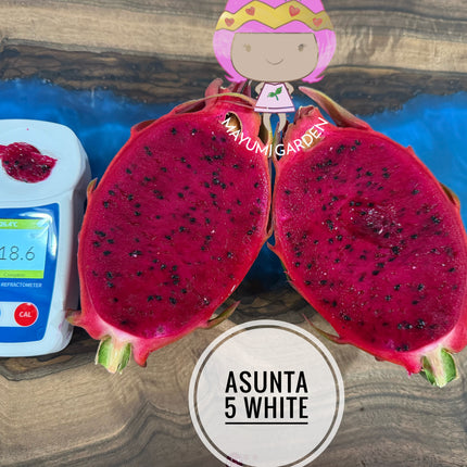 Asunta 5 White