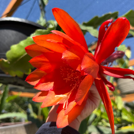 Super Duper Epiphyllum live cuttings