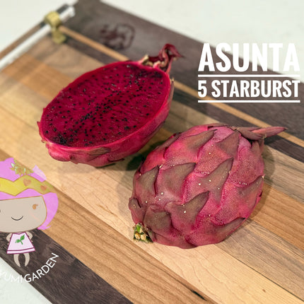 Asunta 5 Starburst Official dragon fruit live cutting (12”)