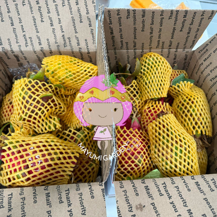 🌈 DFX — Dragon Fruit Experience Box