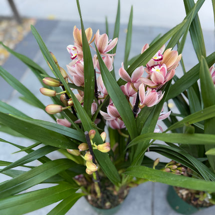 Cymbidium Romantic Sakura