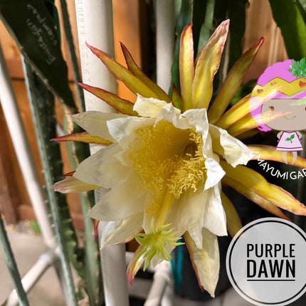 🌱 Purple Dawn