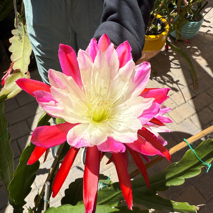Rare Clown Epiphyllum live cuttings