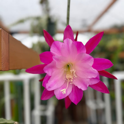 Epiphyllum “Masada”, “Padre” & Zeus-XL rare cuttings 12"