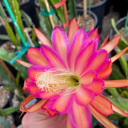 Jeffrey Kida Epiphyllum