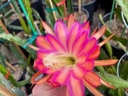 Jeffrey Kida Epiphyllum