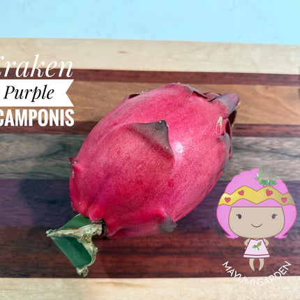 Kraken (Erongka- Purple Ocamponis) dragon fruit live cuttings 12”