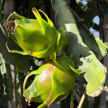 Vietnamese Giant White dragon fruit cutting and rooted plant