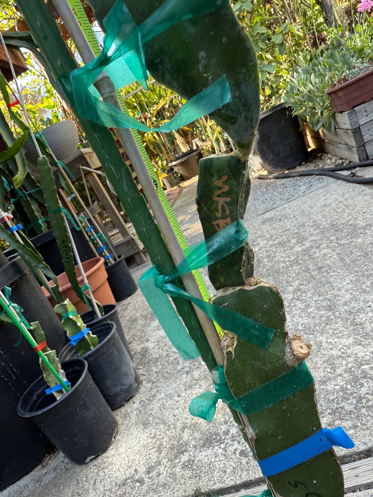 Wild Berry Skittles (Asunta 6-2) grafted Dragon Fruit live plant