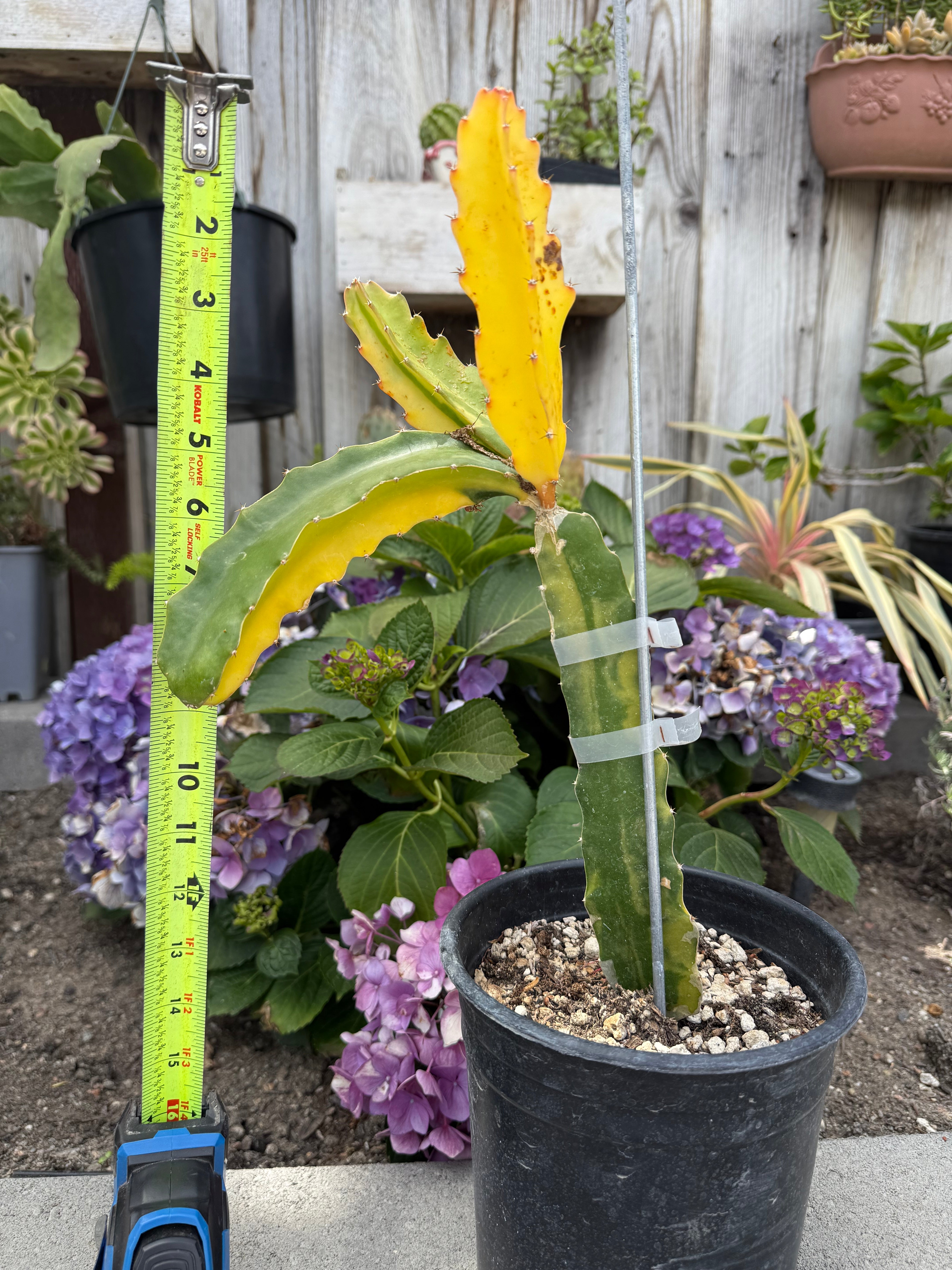 dragon fruit in plant Worth Variegated Dragon Fruit rooted plant – Mayumi Garden