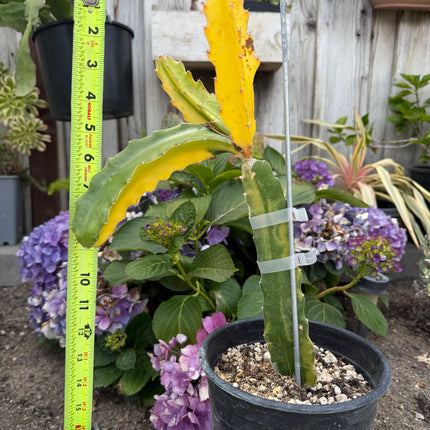 Worth Variegated Dragon Fruit rooted plant