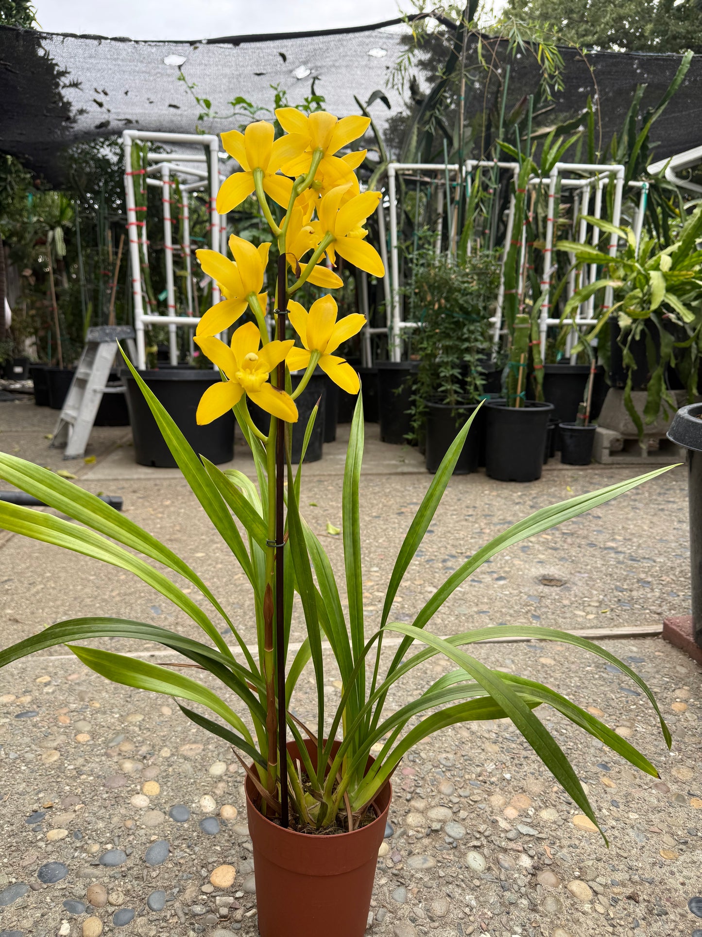 Yellow Cymbidium (Yellow Boat Orchid) live plant
