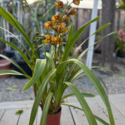 Rare Cymbidium Pedro H hybrid Orchid (boat orchid) live plant