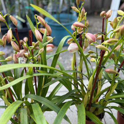 Cymbidium Orchid Blush Pink (Pink Boat Orchid) live plant