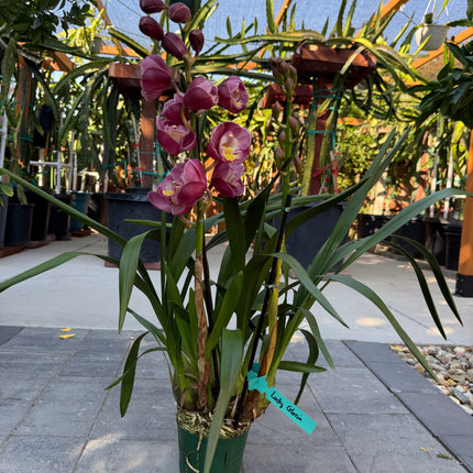Cymbidium Lucky Gloria