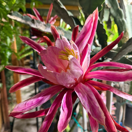 Asunta 6 Dragon Fruit (Official Asunta 6)