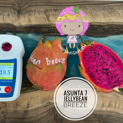 Jellybean Breeze (Asunta 7)