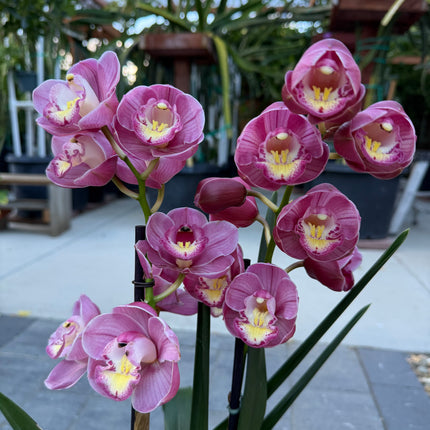 Cymbidium Lucky Gloria