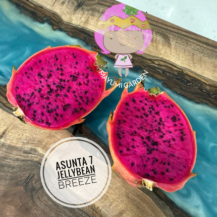 Jellybean Breeze (Asunta 7)