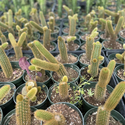 Golden Monkey Tail Cactus – Cleistocactus winteri  live plant